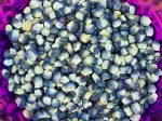 Blue Hopi Flour or Flint Corn Seeds For Sale