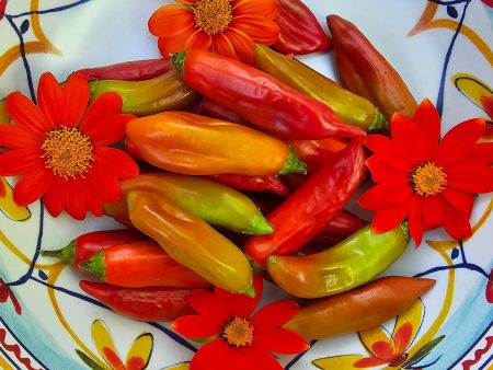 RARE Cap 455 Sweet Pepper Seeds Online Sale