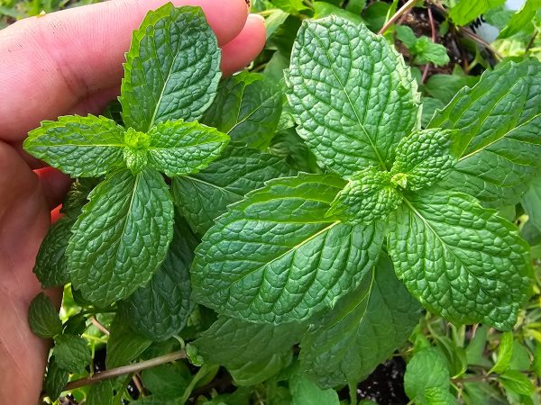 Mojito Mint LIVE Starter Plant Cheap