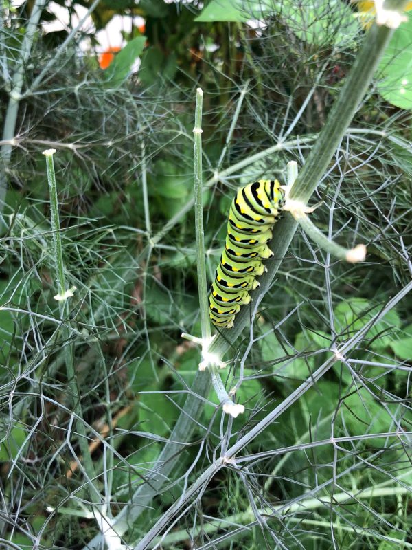 Bronze Fennel Herb Seeds Sale