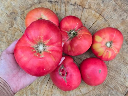 RARE Giant Siberian Pink Tomato For Discount