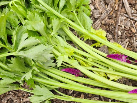 Chinese Celery aka Kintsai Seeds For Sale