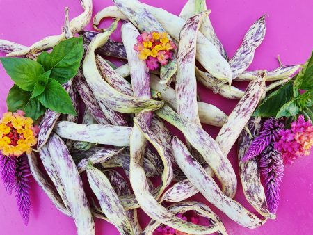 Dragon Tongue Bush Bean Seeds For Cheap