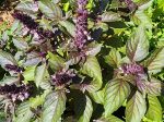 Dark Opal Purple Sweet Basil Cheap