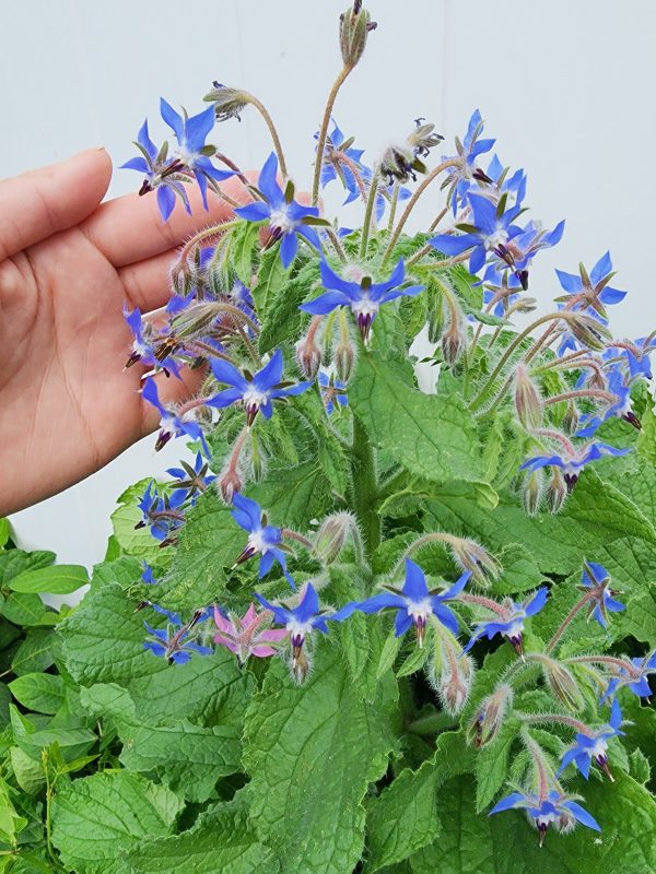 Borage Flower Seeds Online Sale