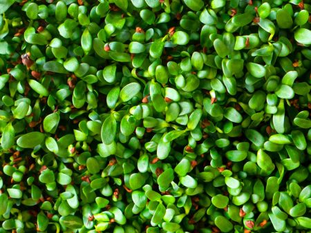 Organic Alfalfa Microgreens Seeds For Sale