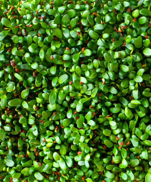 Organic Alfalfa Microgreens Seeds For Sale