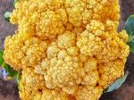 Clementine Hybrid Orange Cauliflower Seeds Hot on Sale