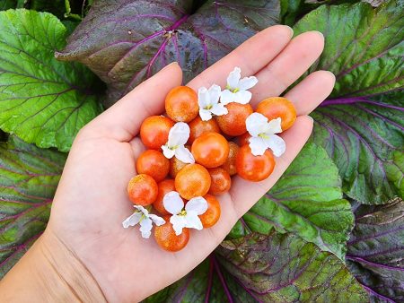 Mexico Midget Cherry Tomato Online Sale