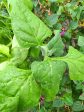 New Zealand Spinach on Sale