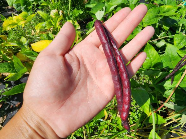 Pinkeye Purple Hull Cowpea Online