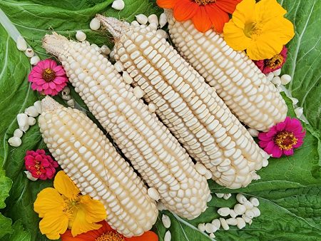 RARE Mayan White Maize Corn Seeds Supply