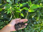 Yellow Jamaican Strawberry Tree Self-Fertile LIVE PLANT Hot on Sale