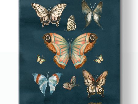 Butterfly Study Canvas Sale