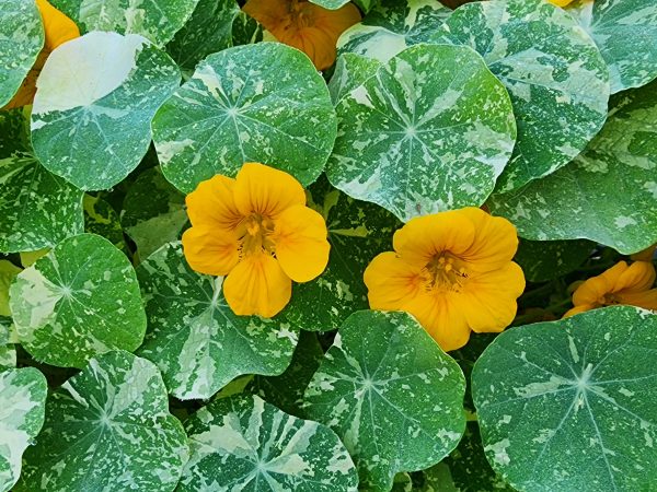 Alaska Variegated Mix Nasturtiums For Cheap