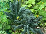 Black Tuscan Lacinato aka Dinosaur Kale Online Sale