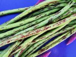 Thai Soldier Long Bean Seeds Discount