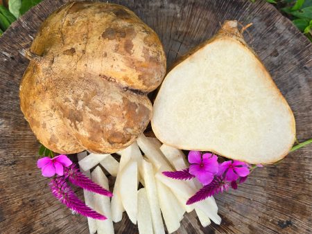 Thai Jicama Root Seeds Fashion