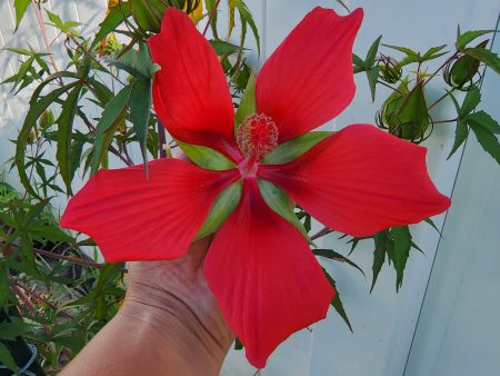 Texas Star Red Hibiscus Discount