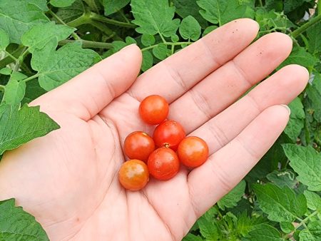 Hawaiian Currant Tomato Seeds Online Sale