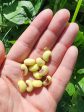 Pinkeye Purple Hull Cowpea Online