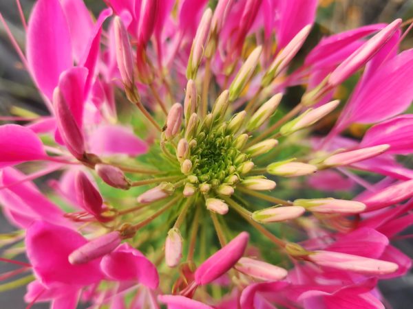 Cleome Spider Flower Seeds Online Hot Sale