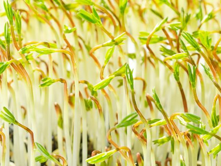 Lentils Microgreens Seeds For Cheap