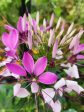 Cleome Spider Flower Seeds Online Hot Sale