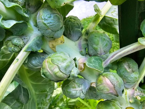 Catskill Brussels Sprouts Seeds Online Sale