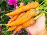 Scarlet Nantes Carrot Seeds Hot on Sale