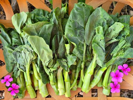 Big Sum  XL Slicing Chinese Broccoli aka Kailaan Seeds For Cheap