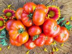 Ceylon Ruffled Tomato Seeds Supply