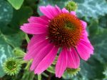 Echinacea Purple Coneflower Online now