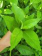 Longevity Spinach LIVE plant Online Hot Sale