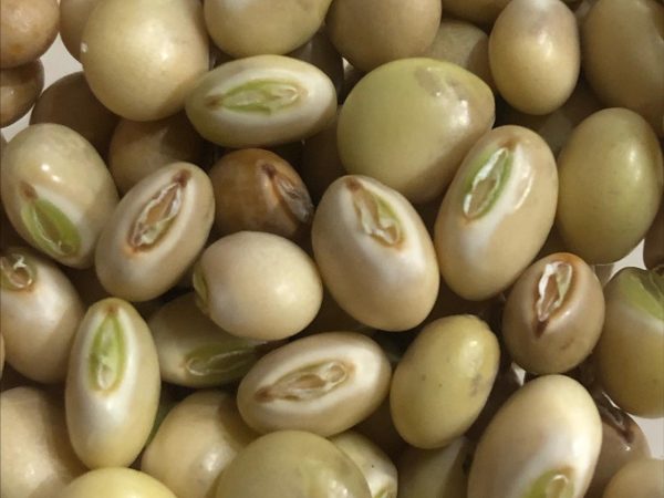 Pigeon Peas aka Guandules Online Hot Sale