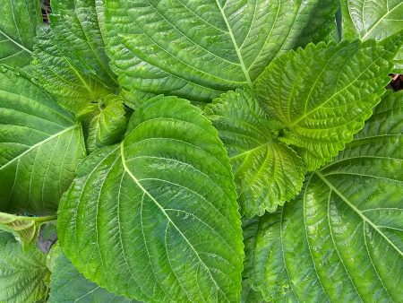 Shiso Perilla Leafy Greens Seeds For Sale