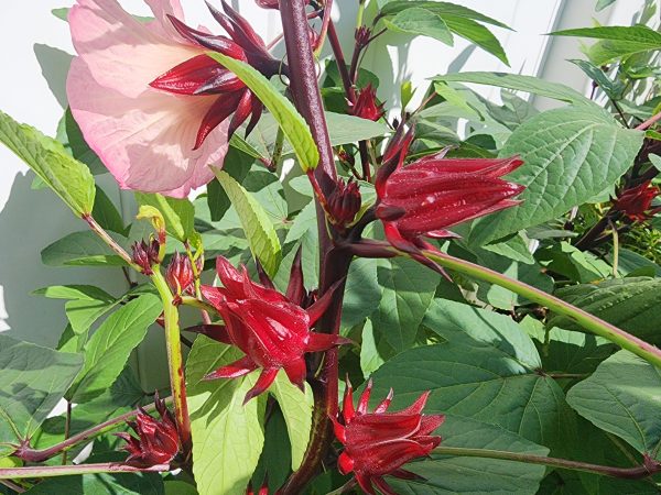 Roselle aka Florida Cranberry Online now