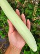 RARE Indian Snake Cucumber Seeds Cheap