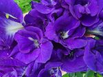 Thai Double Blue Butterfly Pea LIVE Plant For Sale