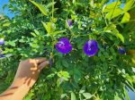 Thai Double Blue Butterfly Pea LIVE Plant For Sale