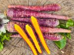 Purple Haze F1 Hybrid Purple Carrot Seeds For Sale