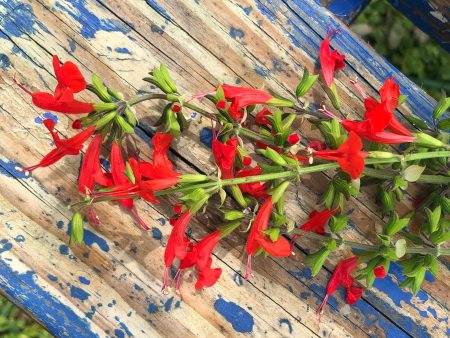 Scarlet Sage Red Perennial Flower Seeds For Cheap