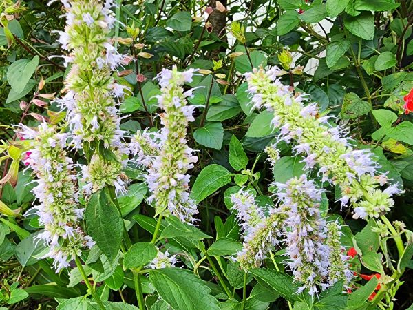 Agastache Korean Mint Flower Seeds Discount