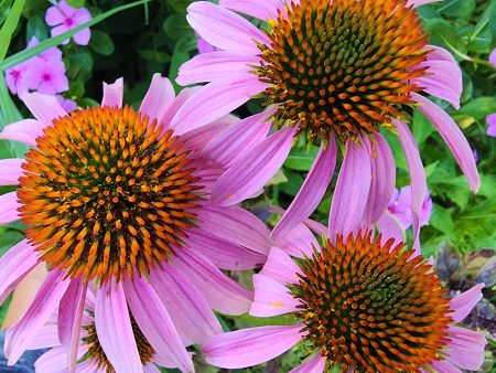 Echinacea Purple Coneflower Online now