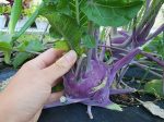 Purple Vienna Kohlrabi Hot on Sale