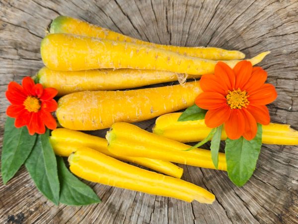 Solar Yellow Carrot Seeds Sale