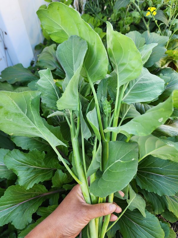 Chinese Broccoli aka Kailaan Seeds Online