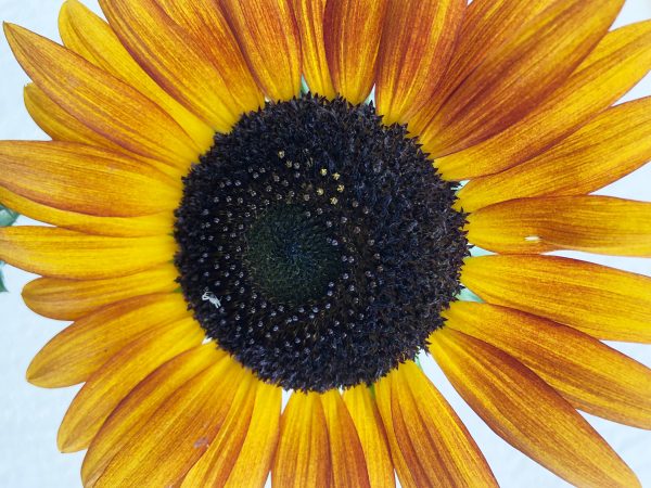 Autumn Beauty Sunflower Online Sale