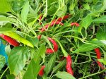 Italian Cigarette Hot Pepper Seeds Hot on Sale