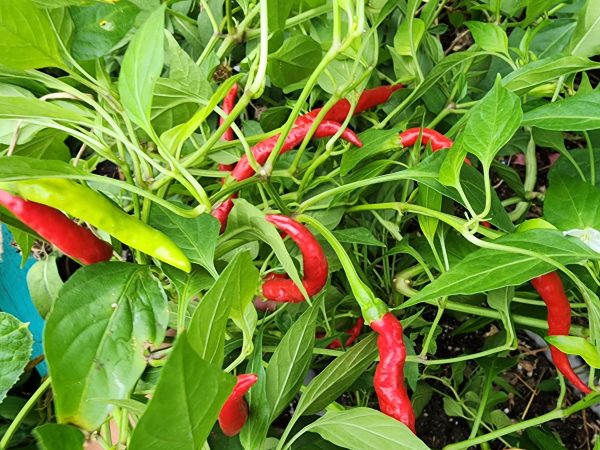 Italian Cigarette Hot Pepper Seeds Hot on Sale